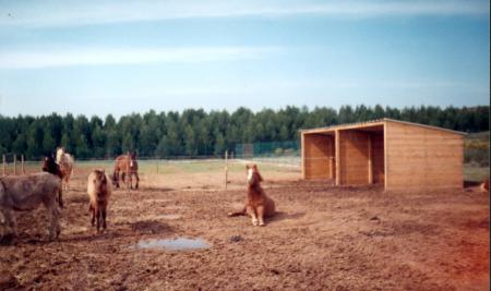 Mes chevaux
