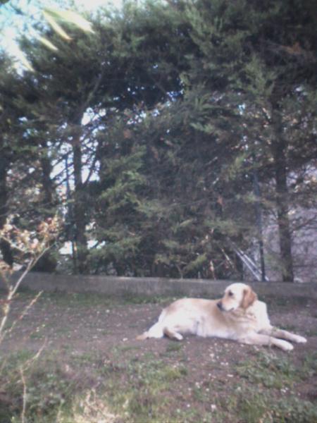 Mon chien